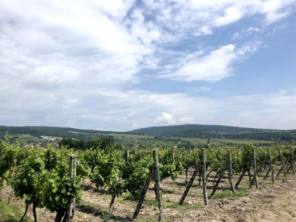 Vine rows running towards the wooded hills of the Small Carpathians under a wide sky.