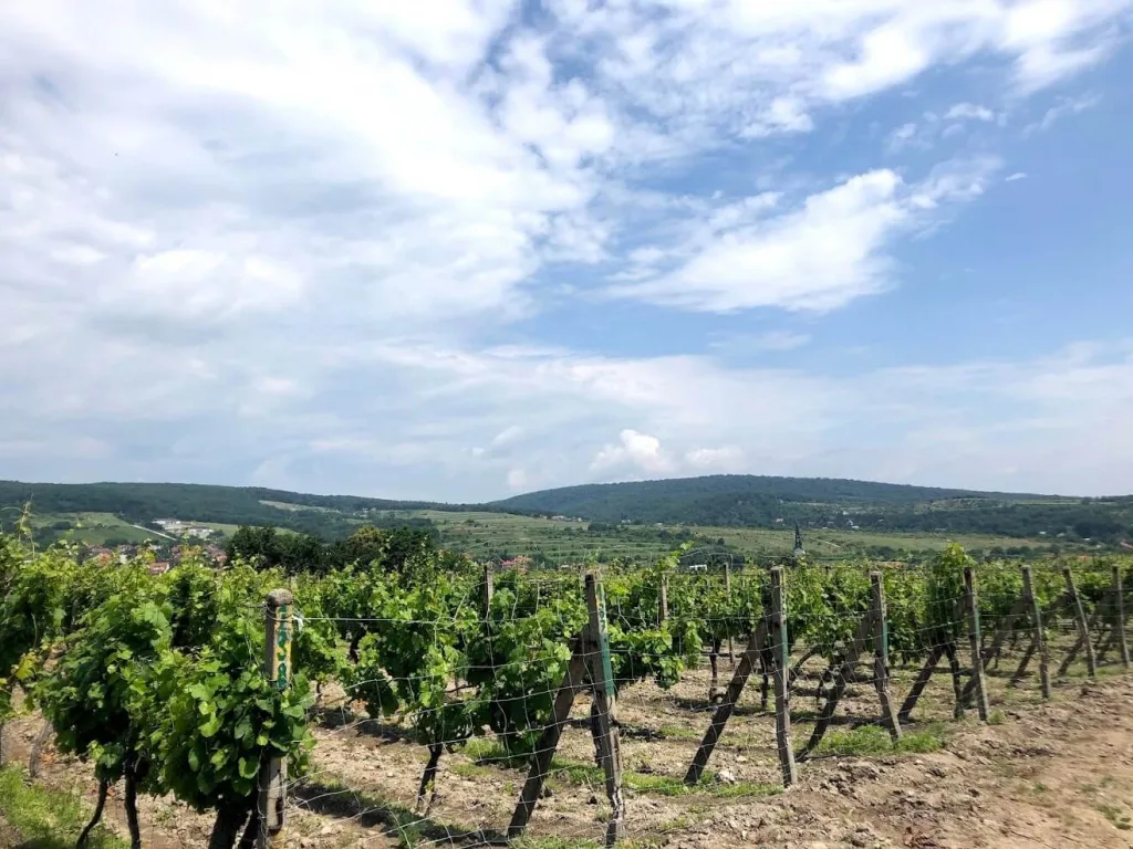 Vineyards on the slopes of the Small Carpathians above a village, on the Small Carpathian Wine Route.