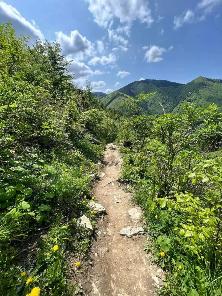 A narrow trail through spring greenery and dandelions in the Malá Fatra, forested ridges beyond.
